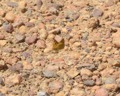 Taractrocera papyria agraulia