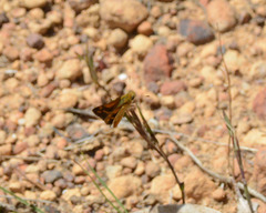 Taractrocera papyria agraulia