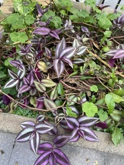 Tradescantia zebrina