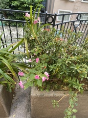 Catharanthus roseus
