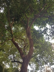 Mangifera indica