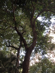 Mangifera indica