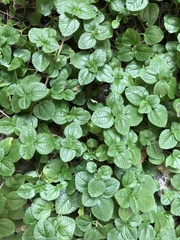 Pilea nummulariifolia