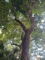 Mangifera indica