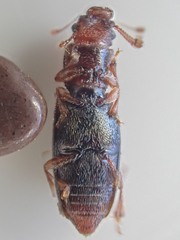 Phyconomus marinus