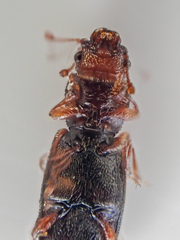 Phyconomus marinus