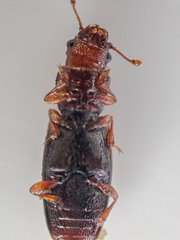Phyconomus marinus