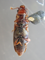 Phyconomus marinus