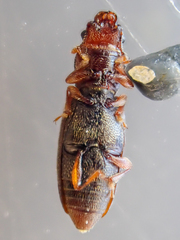 Phyconomus marinus
