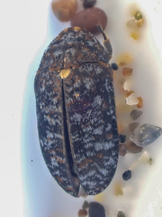 Dermestes talpinus