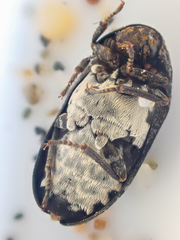 Dermestes talpinus