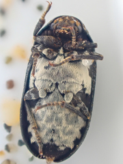 Dermestes talpinus