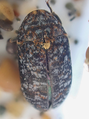 Dermestes talpinus