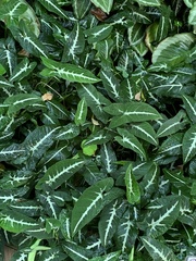 Syngonium wendlandii