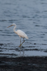 Egretta garzetta