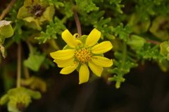 Lecocarpus pinnatifidus