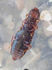 Phyconomus marinus