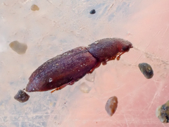 Phyconomus marinus
