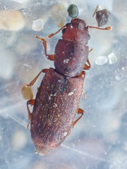 Phyconomus marinus