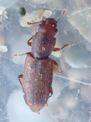 Phyconomus marinus
