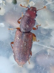 Phyconomus marinus