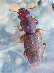 Phyconomus marinus