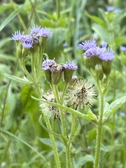 Praxelinae
