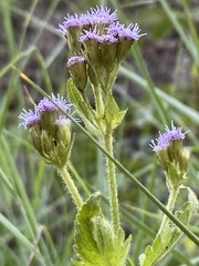 Praxelinae