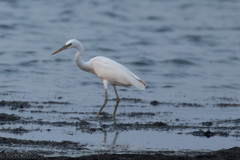 Egretta gularis