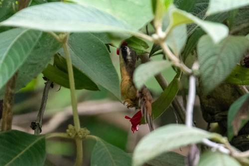 Reddish Hermit