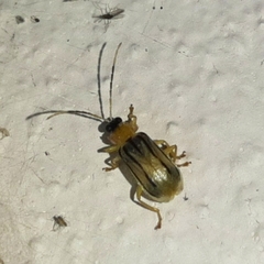 Diabrotica underwoodi