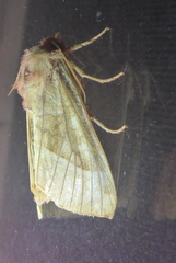 Hydraecia micacea