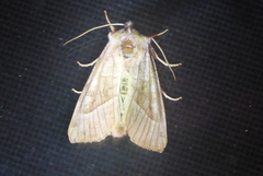 Hydraecia micacea