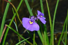 Utricularia beaugleholei