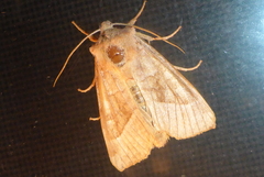 Hydraecia micacea