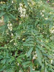 Clerodendrum laevifolium