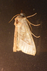 Hydraecia micacea