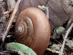 Quantula
