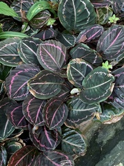 Goeppertia roseopicta