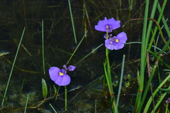 Utricularia beaugleholei