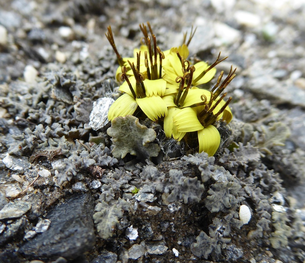 Soroseris