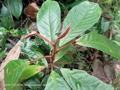 Elaeocarpus ferrugineus