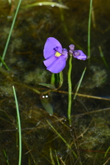 Utricularia beaugleholei