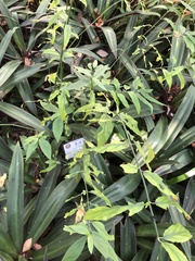 Clinacanthus nutans