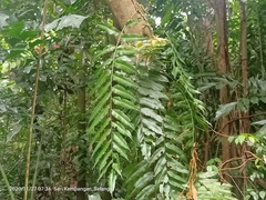 Nephrolepis biserrata