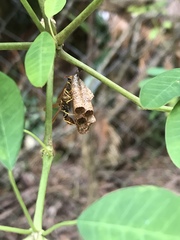 Mischocyttarus phthisicus