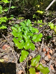 Lardizabala biternata