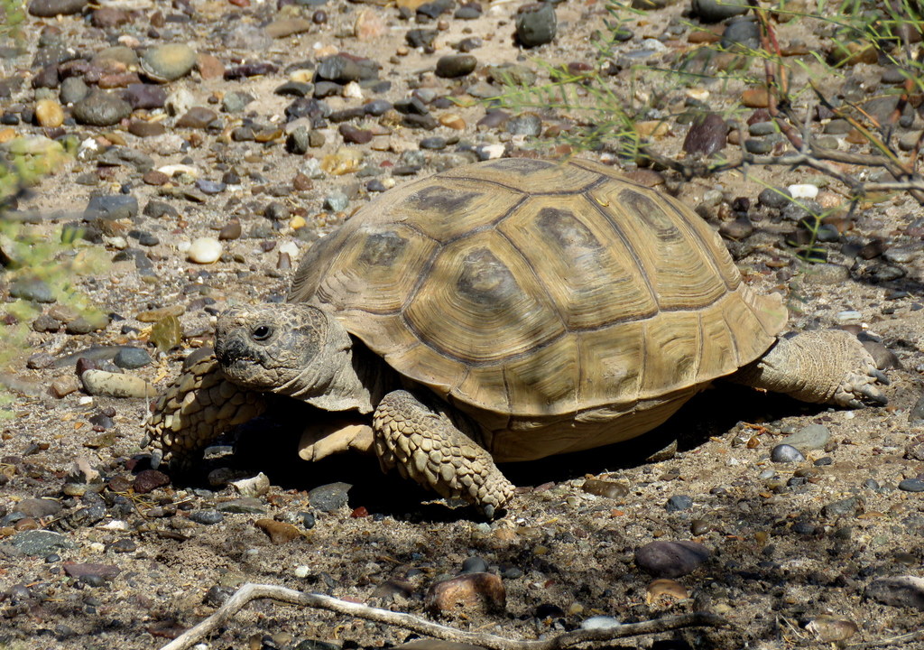 Chaco Tortoise in March 2019 by Julián Rolando Tocce · iNaturalist