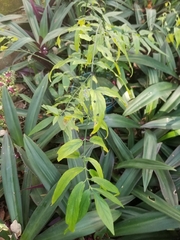 Clinacanthus nutans