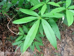 Alstonia